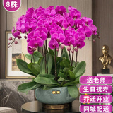 元族教师节礼物【2小时达】大花蝴蝶兰盆栽兰花同城配送鲜花送老师 【年年胜意】8株紫色蝴蝶兰盆栽（花盆随机）