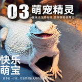 暮秋小主豹纹守宫活体小蜥蜴活物异宠温顺可爱入门新手柠檬霜橘子苗爬宠 超白鬃狮蜥（幼苗亲人）