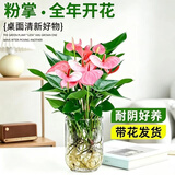 行湘水培植物粉掌盆栽植物红掌内面好养鲜花水养绿植花卉 源头直发