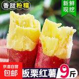 正宗黄心板栗红薯新鲜沙地蜜薯粉糯香甜宝宝辅食直播间京东包邮 板栗红薯9斤 含箱 中小果（单两1两-3两）