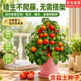 IAM City Farmer矮番茄种植套装进口种子发芽快幼儿园绿植工位种菜配袋子10103