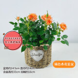 锦枫（jinfeng）玫瑰花盆栽 大盆带花苞室内好养的花卉观花植物绿植苗 橘色花篮盆(玫瑰花颜色) 含盆