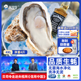 贝司令鲜活生蚝乳山生态牡蛎4XL 净重4斤 8-11只 源头直发生鲜中秋送礼