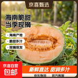 正宗海南西州蜜哈密瓜脆甜当季整箱包邮现摘