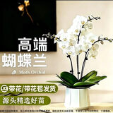 双盟中秋节送礼白色四株蝴蝶兰带花苞易养兰花卉绿植盆栽瓷盆源头直发