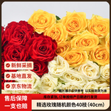 京东鲜花【随机玫瑰小盒】40枝随机2-4颜色悦己礼物山东基地新鲜源头直发