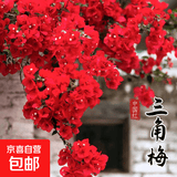 重瓣三角梅苗盆栽地栽花卉老桩室内阳台庭院爬藤植物四季开花 中国红色【花期带花原盆原土发货】