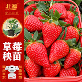 北蔬甜宝草莓苗盆栽四季结果带土秧苗 甜宝盆栽草莓苗3盆源头直发包邮