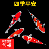 锦鲤活鱼观赏鱼活体淡水冷水鱼纯种黄金红白三色锦鲤鱼金鱼招财鱼 20-25cm 四季平安(红白2+三色2)