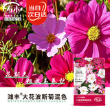 寿禾格桑花种子苗波斯菊花籽批发混色大花波斯菊种子300g(100gx3包)