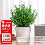 花翁薄荷盆栽可食用水培柠檬薄荷叶好养迷迭香苗植物室内绿植源头直发