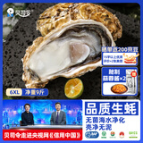 贝司令鲜活生蚝乳山生态牡蛎6XL 净重9斤 12-16只源头直发 生鲜宴会送礼