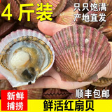 鲜活扇贝白贝新鲜小夏夷贝大个肥美带壳贝类烧烤海鲜顺丰发货 精选扇贝3斤[人工挑选]