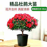 京云梦杜鹃花盆栽花卉绿植物四季室内阳台开花鲜花好养红原土源头直发