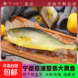 黄鱼黄花鱼东海天然野生新鲜海捕无添加速冻锁鲜海产品生鲜鱼类 4-5两/4条净重