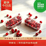 京鲜生 【红海小镇】蔓越莓鲜果 80g/盒 2盒装 生鲜水果