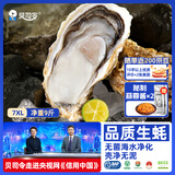 贝司令鲜活生蚝乳山生态牡蛎7XL 净重9斤 9-12只 源头直发 生鲜宴会送礼