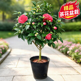 花翁大红赤丹茶花树苗室内盆栽绿植阳台盆景庭院植物年宵花卉源头直发