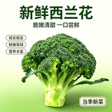 京鲜生新鲜西兰花 净重5斤 简装约5-6颗 新鲜蔬菜源头直发