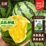 北蔬小凤西瓜种子苗礼品型黄肉超甜水果种籽 小凤西瓜种子10粒*2袋
