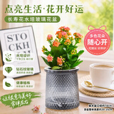 泰西丝长寿花盆栽重瓣花卉植物室内阳台桌面好养绿植带花苞发货源头直发