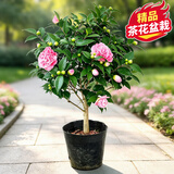 花翁香妃茶花盆栽浓香型山茶花树苗室内庭院花卉好养大棵四季源头直发