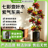 京东绿植【带盆种好】变色木客厅大型绿植室内高级感盆栽乔迁送礼源头直发