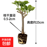 重瓣三角梅苗盆栽地栽花卉老桩室内阳台庭院爬藤植物四季开花 三角梅1棵【品种随机】