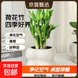 富贵竹盆栽植物室内净化空气绿植荷花竹办公室桌面四季好养小盆栽 荷花竹+小云朵盆【1盆】 盆口直径约8cm