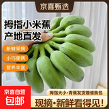 京喜加新鲜小米蕉广东香蕉水果迷你香蕉青皮米蕉粉蕉孕妇翕果11 小米蕉带箱1斤