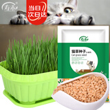 寿禾 猫草种子苗土培水培猫零食草籽 潍育中寿猫草(小麦草)种子1050g