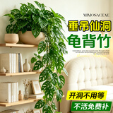 临雅仙洞龟背竹盆栽爬藤植物室内好养四季观叶垂吊绿植适合懒人养的花 长藤仙洞【简易盆】高40cm左右