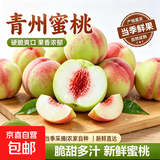 蒙阴青州蜜桃脆桃青桃红桃水果新鲜整箱蜜桃现摘脆甜小桃 带箱2斤 【秋冬桃王】小果