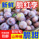 新鲜半边红李子脆甜当季新鲜水果时令孕妇空心李脱骨李蜂糖李子 一斤尝鲜装（15-20g）