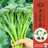 寿禾寿光西兰苔苗带土秋季秧苗耐寒庭院盆栽种植蔬菜苗源头直发包邮