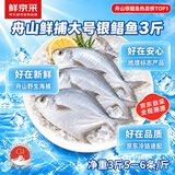 鲜京采冷冻舟山鲜捕大号银鲳鱼3斤 5-6条/斤 【京东自有品牌】