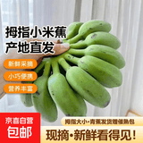 京喜加新鲜小米蕉广东香蕉水果迷你香蕉青皮米蕉粉蕉孕妇翕果11 小米蕉带箱2斤