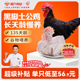 温氏供港黑脚土公鸡净重3.2斤 135天莫氏鸡煲同款食材 冷冻散养土鸡