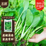 北蔬 鸡毛菜种子种苗速生小青菜阳台四季蔬菜种籽 全季鸡毛菜种子30g