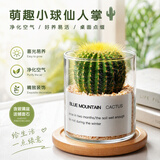行湘多肉植物组合小盆栽办公室桌面仙人掌仙人球水培绿植花卉源头直发