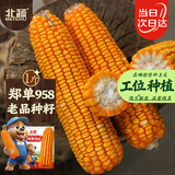 北蔬 玉米种子苗大棒抗旱抗倒大田饲料苞米种籽 郑单958玉米种子500g