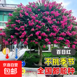 花期100天紫薇花树苗红火箭百日红紫薇耐寒耐旱工程庭院四季栽种 百日红紫薇三公分粗