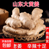 新鲜现挖大黄姜新鲜水洗无泥农家纯正黄大姜月子姜 山东出口品质两斤装净重1.8斤
