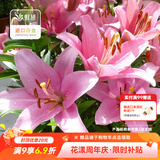 虹越（HONGYUE） 进口百合种球3球装 盆栽地栽易养东方香水百合花卉裸球 【LA百合·3球】布林迪西（12/14）