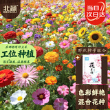 北蔬 野花种子苗四季开花易活阳台盆栽混色花海花籽 野花种子组合半斤
