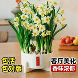 沭之美漳州水仙花种球水培年宵花卉耐寒室内外桌面阳台好养植物源头直发