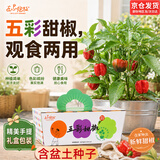 IAM City Farmer盆栽甜椒DIY趣味种植盆栽可食用果蔬种子室内阳台工位种菜10097