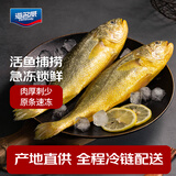海名威 冷冻黄花鱼700g/2条 宁德大黄鱼 海鱼 生鲜鱼类 海鲜水产 中秋