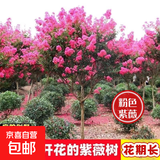 花期100天紫薇花树苗红火箭百日红紫薇耐寒耐旱工程庭院四季栽种 粉色紫薇三公分粗