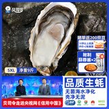 贝司令鲜活生蚝乳山生态牡蛎5XL 净重9斤 14-18只 源头直发生鲜国庆送礼